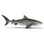 Tiger Shark Rigged