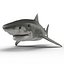 Tiger Shark Rigged