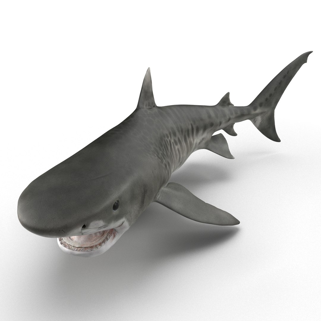 tiger shark rigged 3d max https://p.turbosquid.com/ts-thumb/Nk/pAKEdr/kH2jyheO/3dmodeloftigershark09/jpg/1433918473/1920x1080/fit_q87/8db99473d911c6c03b61548f13ffb9af036eeb5f/3dmodeloftigershark09.jpg