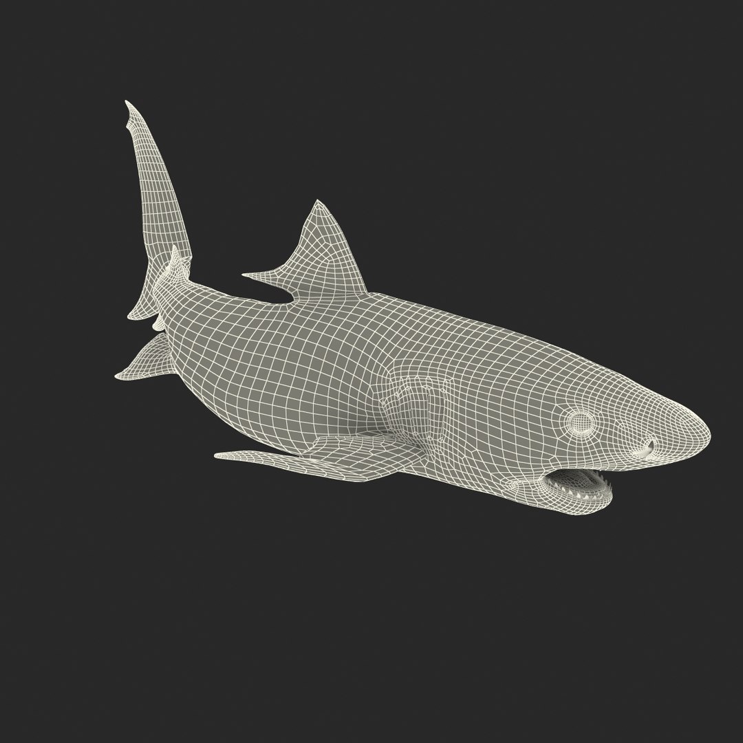 tiger shark rigged 3d max https://p.turbosquid.com/ts-thumb/Nk/pAKEdr/mzCTMTg4/tigersharkrigged3dmodel30/jpg/1433915293/1920x1080/fit_q87/aa1309c2e5787d40f7ef072bd4b27bed51aaac1a/tigersharkrigged3dmodel30.jpg