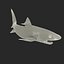 Tiger Shark Rigged