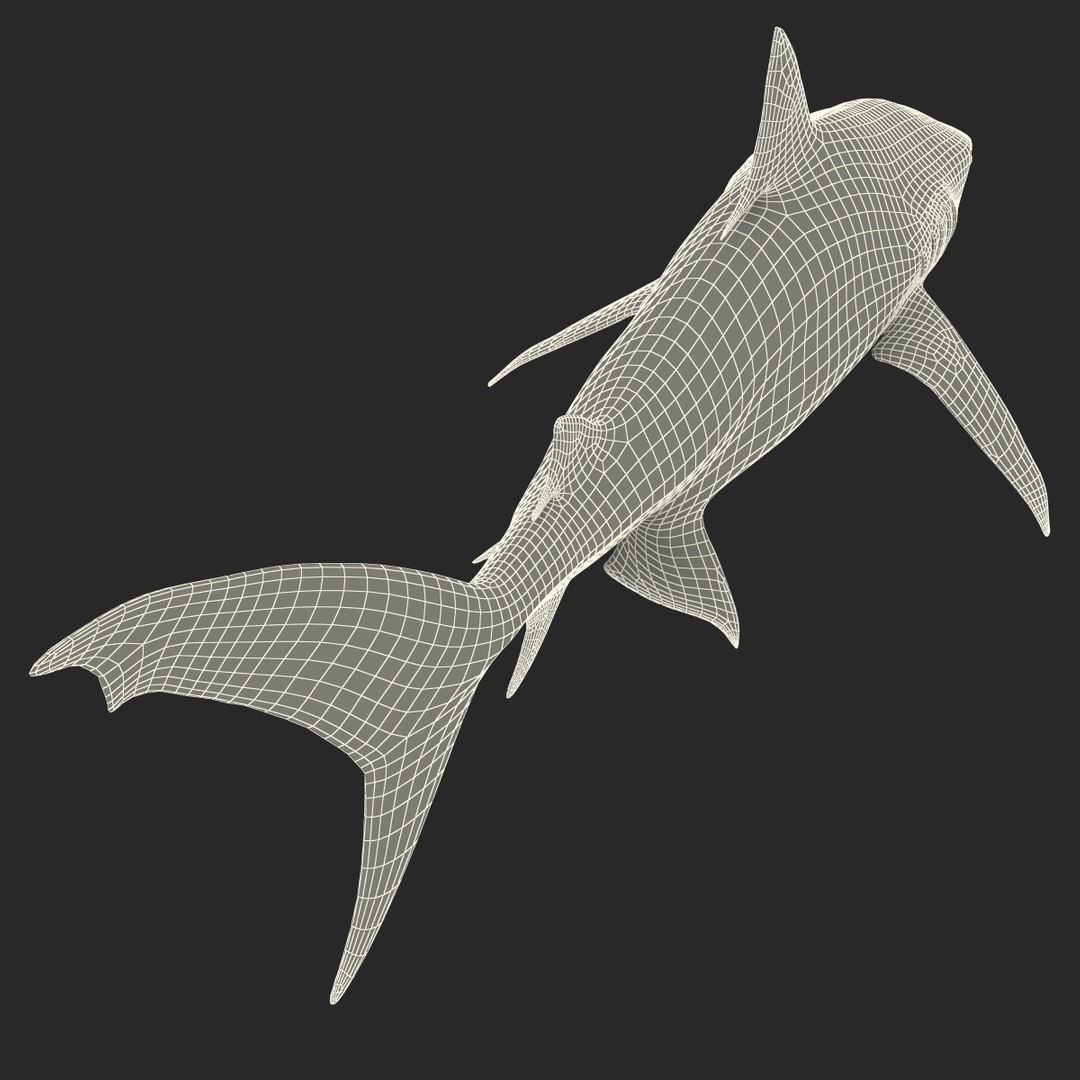 tiger shark rigged 3d max https://p.turbosquid.com/ts-thumb/Nk/pAKEdr/nUVqjBXG/tigersharkrigged3dmodel39/jpg/1433915294/1920x1080/fit_q87/33640d95c6f22f6d87efc2c362fff7ae5fcefff8/tigersharkrigged3dmodel39.jpg