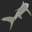 Tiger Shark Rigged