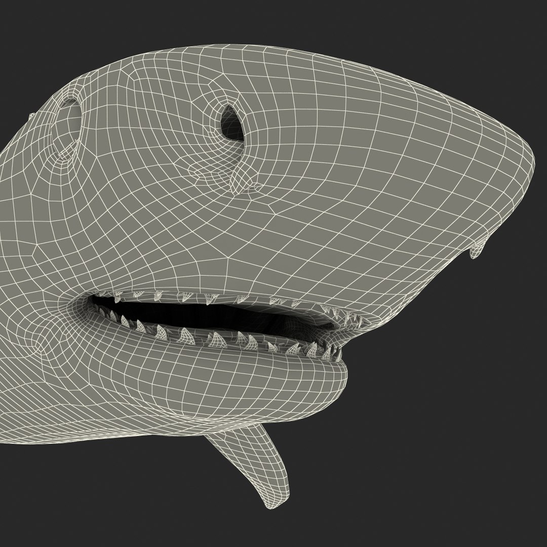 tiger shark rigged 3d max https://p.turbosquid.com/ts-thumb/Nk/pAKEdr/qMHnDC8W/tigersharkrigged3dmodel41/jpg/1433915294/1920x1080/fit_q87/2572baa67f911773a75f31a28ea158e251e84023/tigersharkrigged3dmodel41.jpg