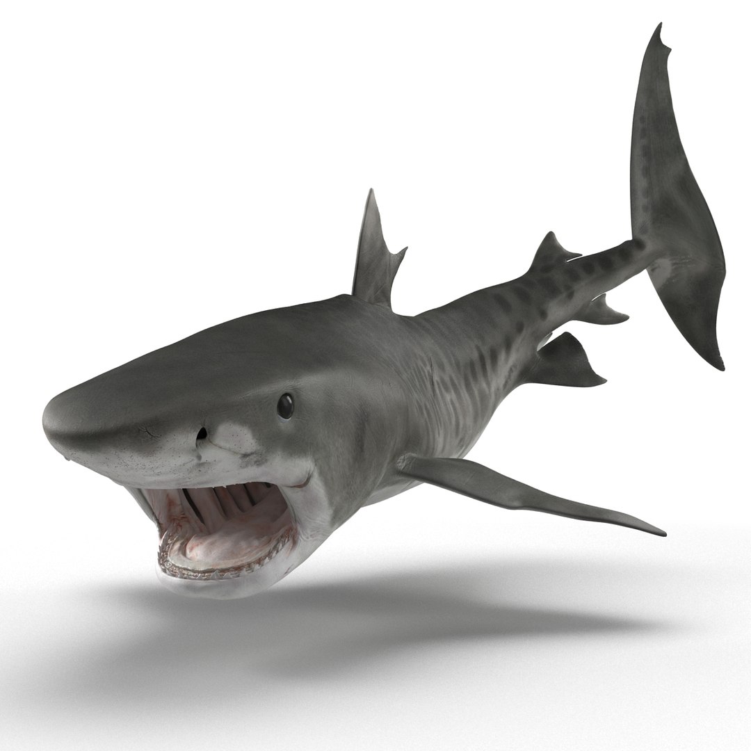 tiger shark rigged 3d max https://p.turbosquid.com/ts-thumb/Nk/pAKEdr/rVvIrwFR/tigersharkrigged3dmodel03/jpg/1433915292/1920x1080/fit_q87/f515377f92d6b619904ac552eaedb5e731e9afb6/tigersharkrigged3dmodel03.jpg