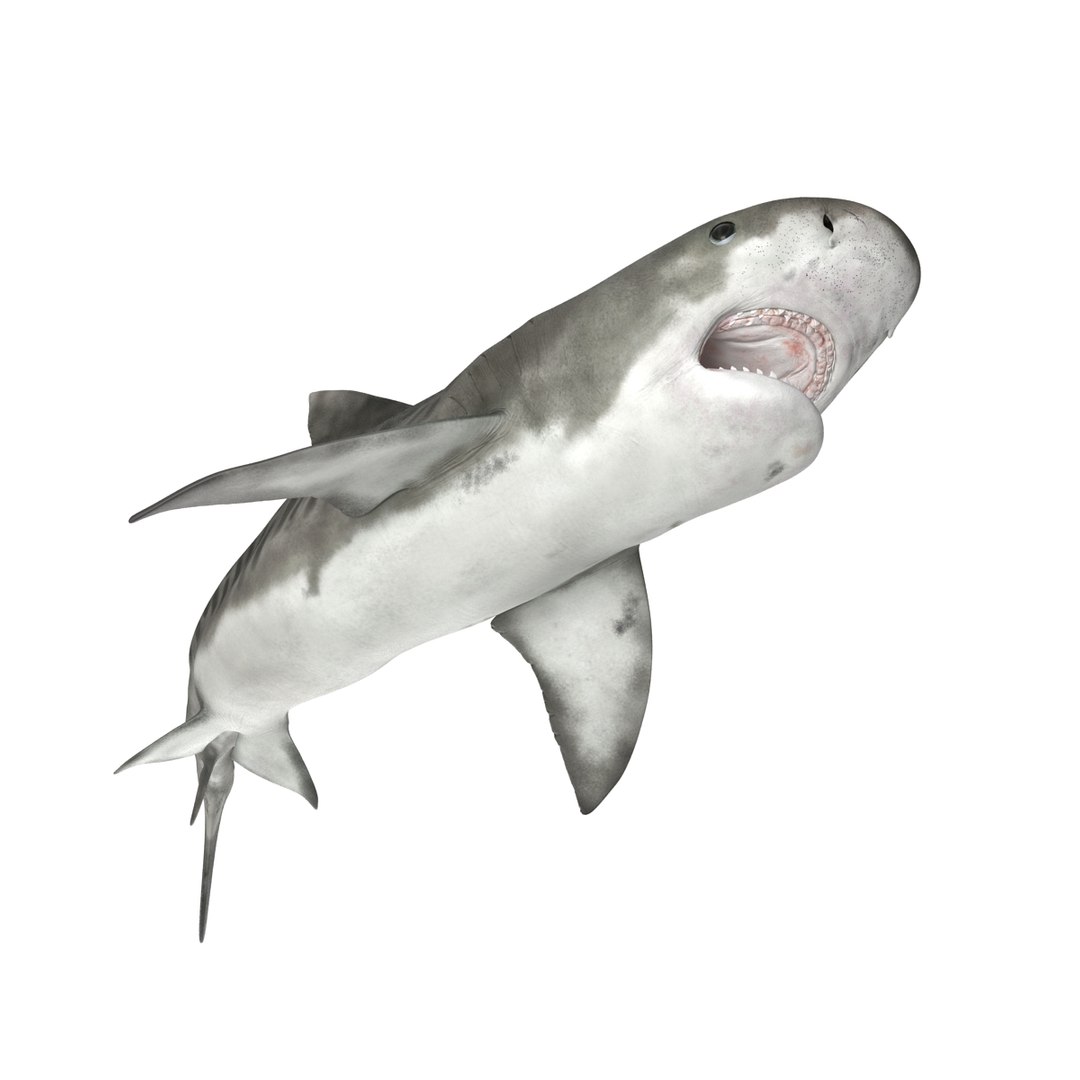 tiger shark rigged 3d max https://p.turbosquid.com/ts-thumb/Nk/pAKEdr/vlCuUGLR/3dmodeloftigershark14/jpg/1433918473/1920x1080/fit_q87/7fac4eb6f108be6b7fe489d13f24abcf8102588b/3dmodeloftigershark14.jpg