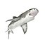 Tiger Shark Rigged