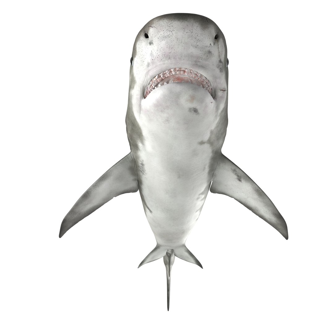 tiger shark rigged 3d max https://p.turbosquid.com/ts-thumb/Nk/pAKEdr/wDEoLY1T/tigersharkrigged3dmodel11/jpg/1433915292/1920x1080/fit_q87/a1159d4f19747e816f682877179359dc887d951e/tigersharkrigged3dmodel11.jpg