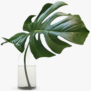 3d monstera leaves