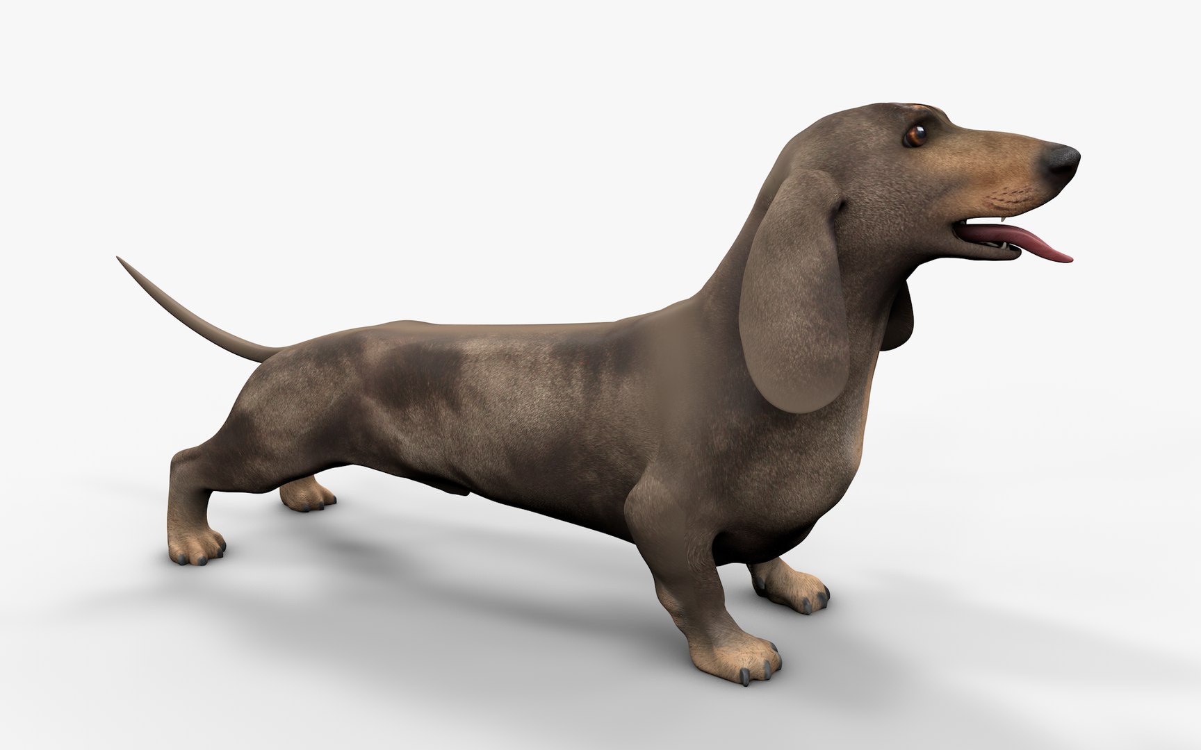 Dachshund Rigged L1799 3D https://p.turbosquid.com/ts-thumb/Nk/uob08C/Sh/09_i8/png/1663622099/1920x1080/fit_q87/fcc747e9a69db267ffb22d8b6724994dc505fa86/09_i8.jpg
