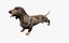 Dachshund Rigged L1799