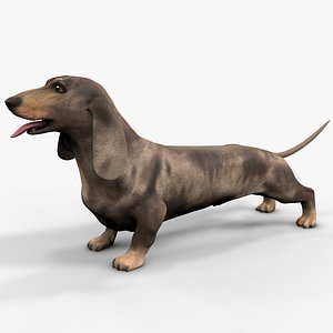 Dachshund Rigged L1799 3D