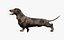 Dachshund Rigged L1799