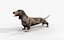 Dachshund Rigged L1799