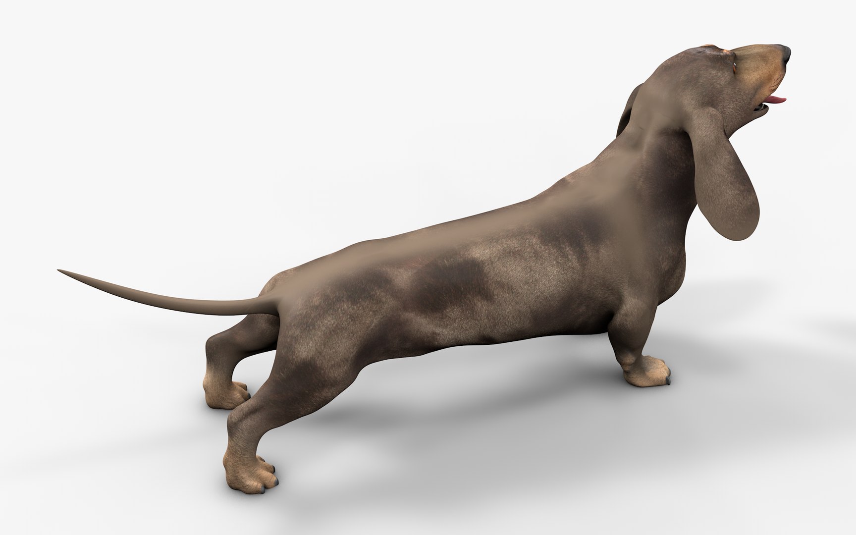 Dachshund Rigged L1799 3D https://p.turbosquid.com/ts-thumb/Nk/uob08C/xG/12_i11/png/1663622100/1920x1080/fit_q87/c7e66e18df3b99a201c85847b4529e65b01b433c/12_i11.jpg