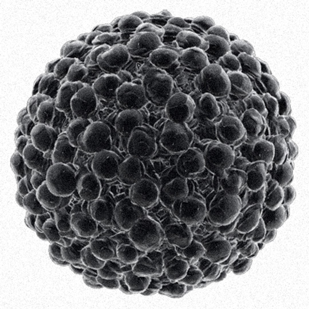 3d model pollen electron microscope https://p.turbosquid.com/ts-thumb/Nl/0xp4PM/2XxoT32r/pol1_01/jpg/1154929720/1920x1080/fit_q87/9d5ce9394cb28c55547776baa9edda69a85d7a9d/pol1_01.jpg