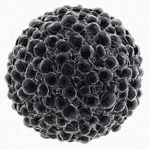 3d model pollen electron microscope