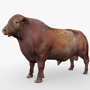 3D model RED ANGUS Rigged L2061