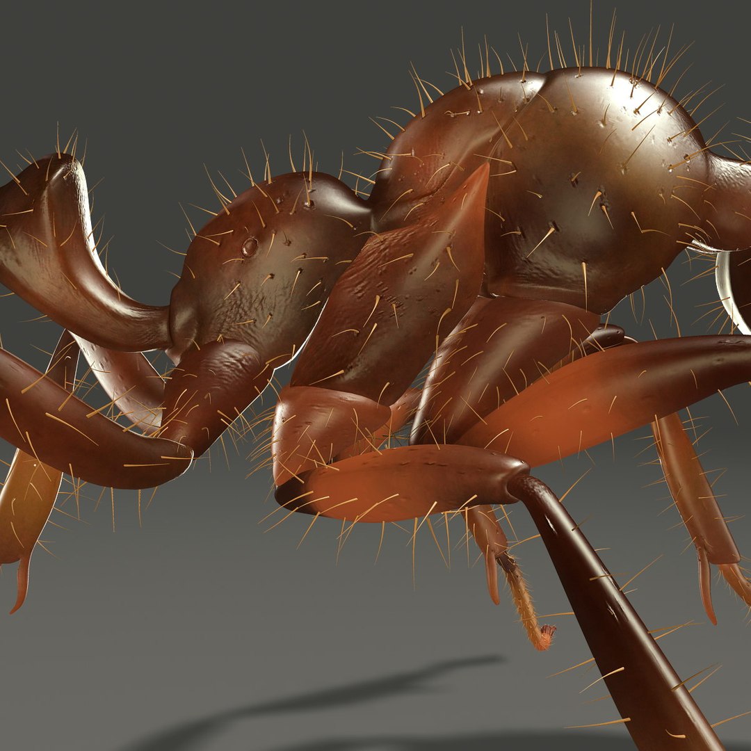 3d Ant Rigged Model
