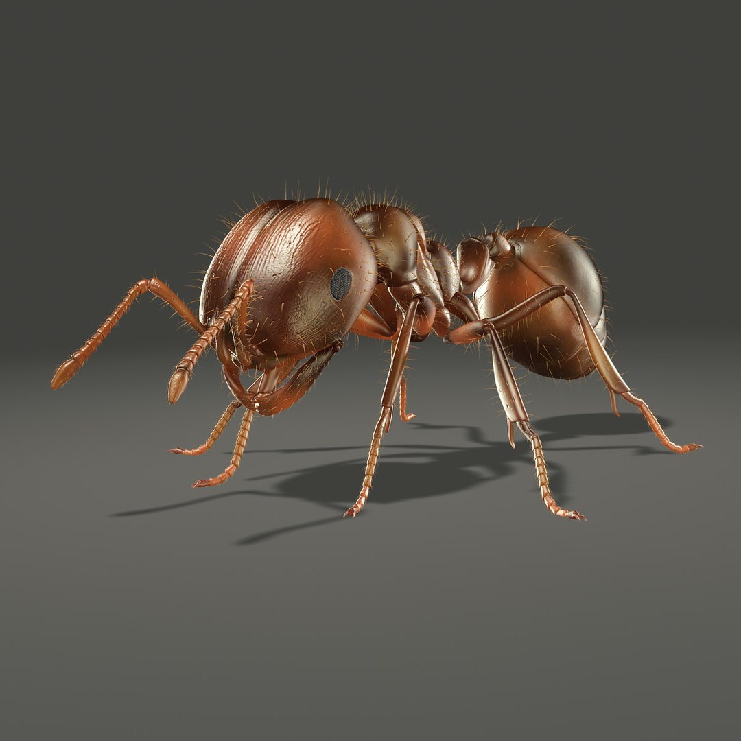 3d Ant Rigged Model