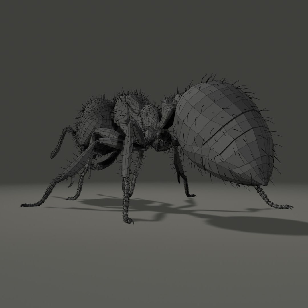 3d Ant Rigged Model