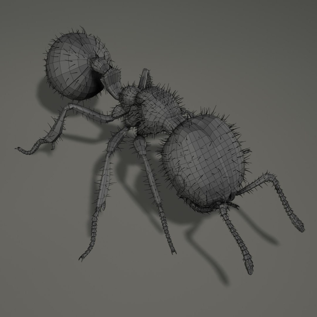 3d Ant Rigged Model