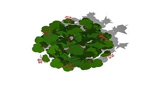 Heuchera sanguineum-coral bells 3D