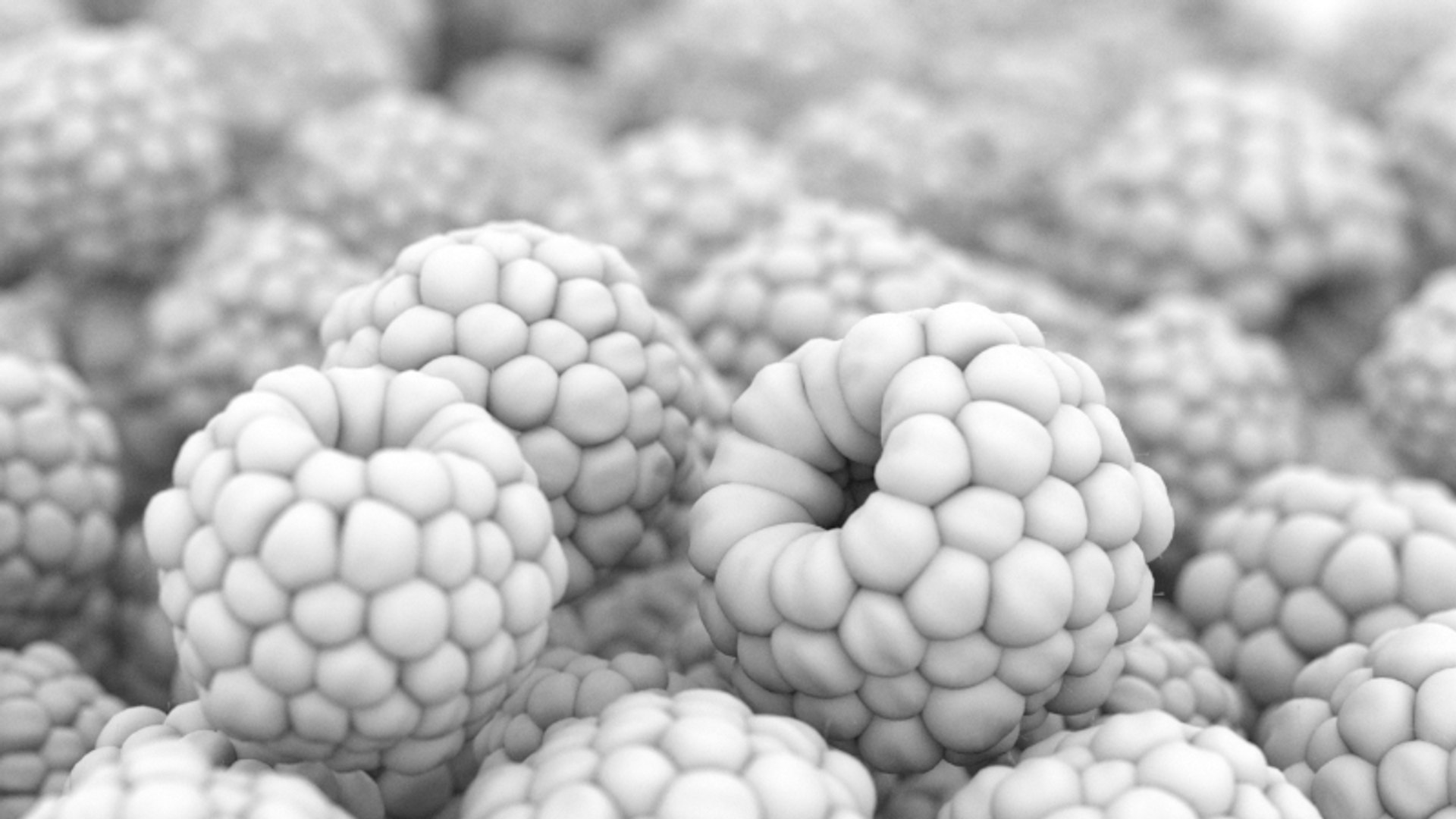 raspberry fruit 3d model https://p.turbosquid.com/ts-thumb/Nl/IlIRfN/ViXQf5oR/thumbnail_ao/jpg/1423667713/1920x1080/fit_q87/39f747a371dc0a9e9cfbb116cc2063dd732510f3/thumbnail_ao.jpg