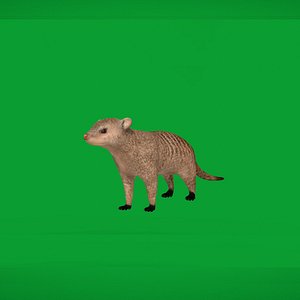 BandedMongoose
