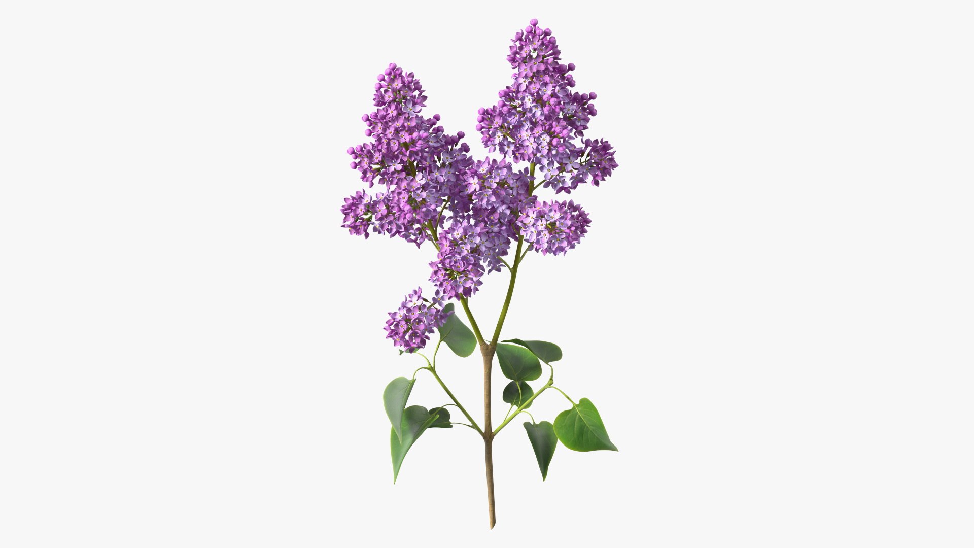 Lilac Branch 3D model - TurboSquid 2145569