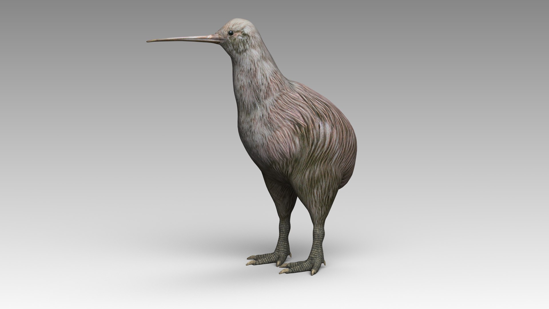 3D Kiwi - TurboSquid 1816401