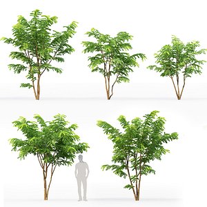 Robinia Pseudoacacia 07