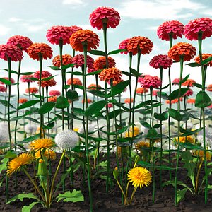 Zinnia Flower Garden with Dandelion Weeds in Soil