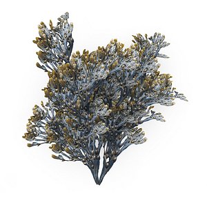 3D Egg Wrack seaweed H1