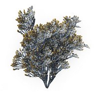 Egg Wrack seaweed H1