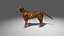 Tigre