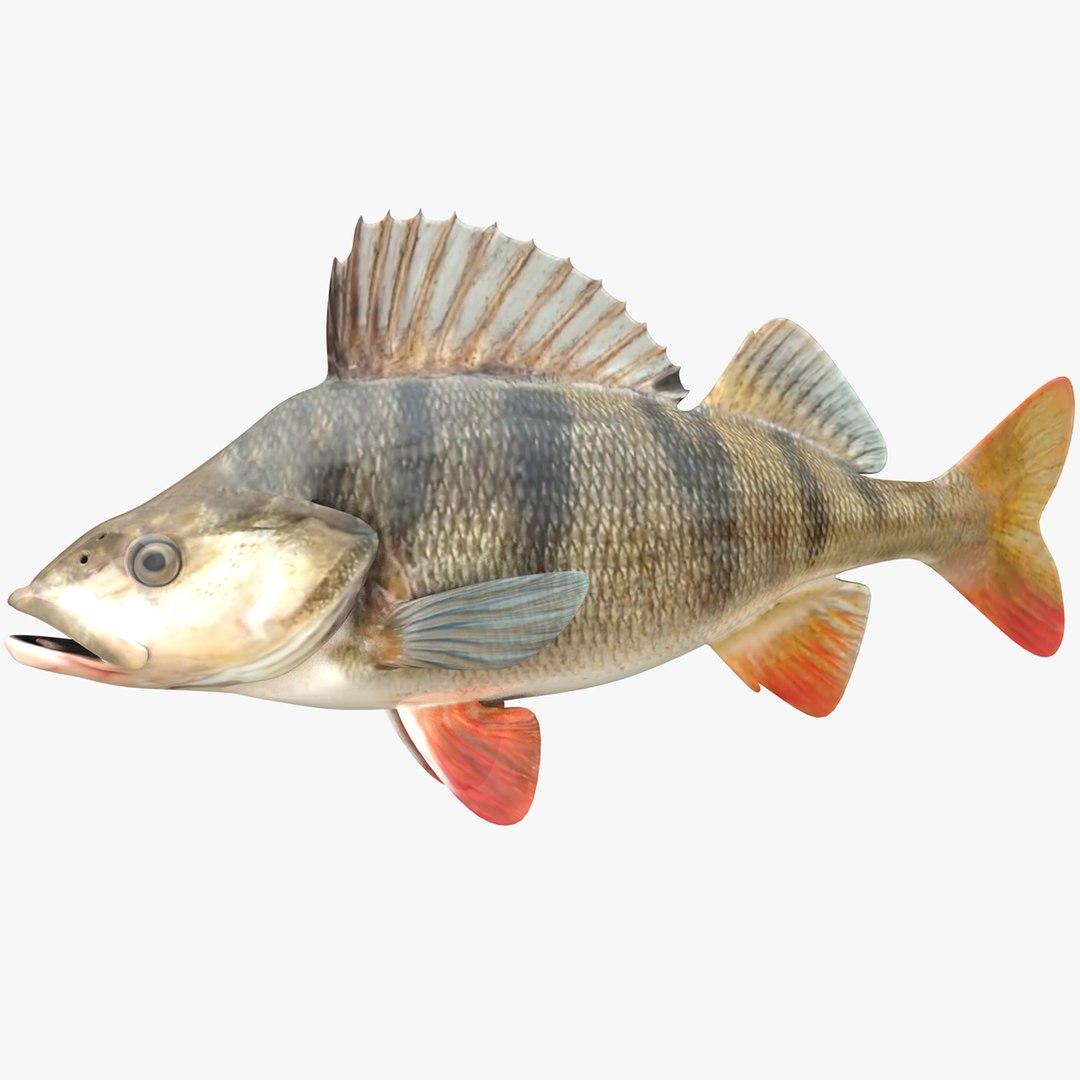 European Perch 3D model - TurboSquid 2095396