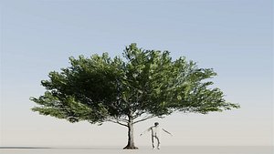 American Beech Tree Variation Low Poly