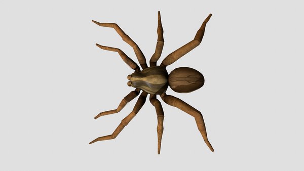 3D model Wolf Spider