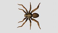Wolf Spider