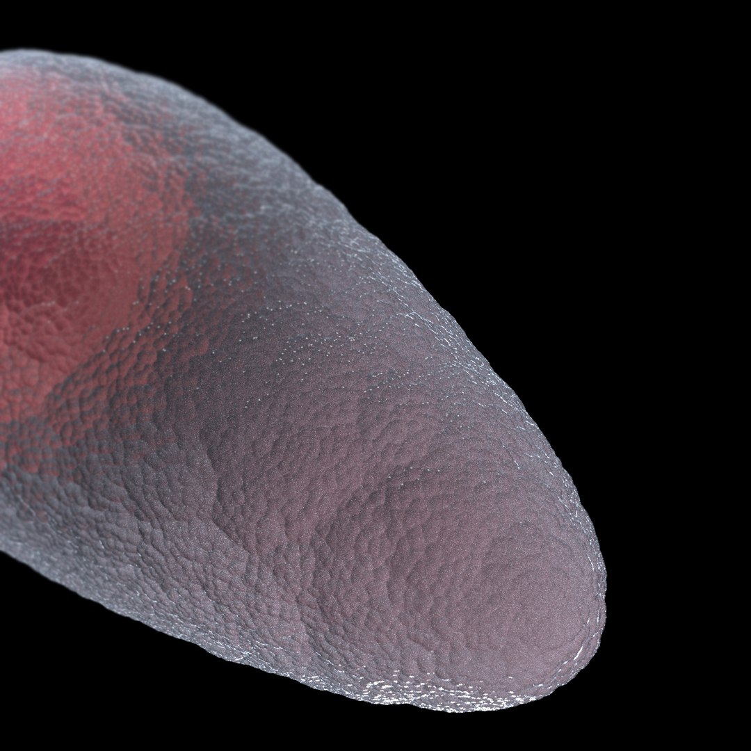3D microbes bacteria cells https://p.turbosquid.com/ts-thumb/Nl/lSZeEP/1E2bxGe8/spermcellspermatozoon_03/jpg/1601879311/1920x1080/fit_q87/d5c8d1736c2a823371e2d22761098937a466f89f/spermcellspermatozoon_03.jpg