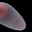 Sperm Cell - Spermatozoon