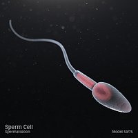 Sperm Cell - Spermatozoon