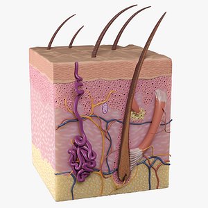 Cross-Sectional Anatomy of Human Skin