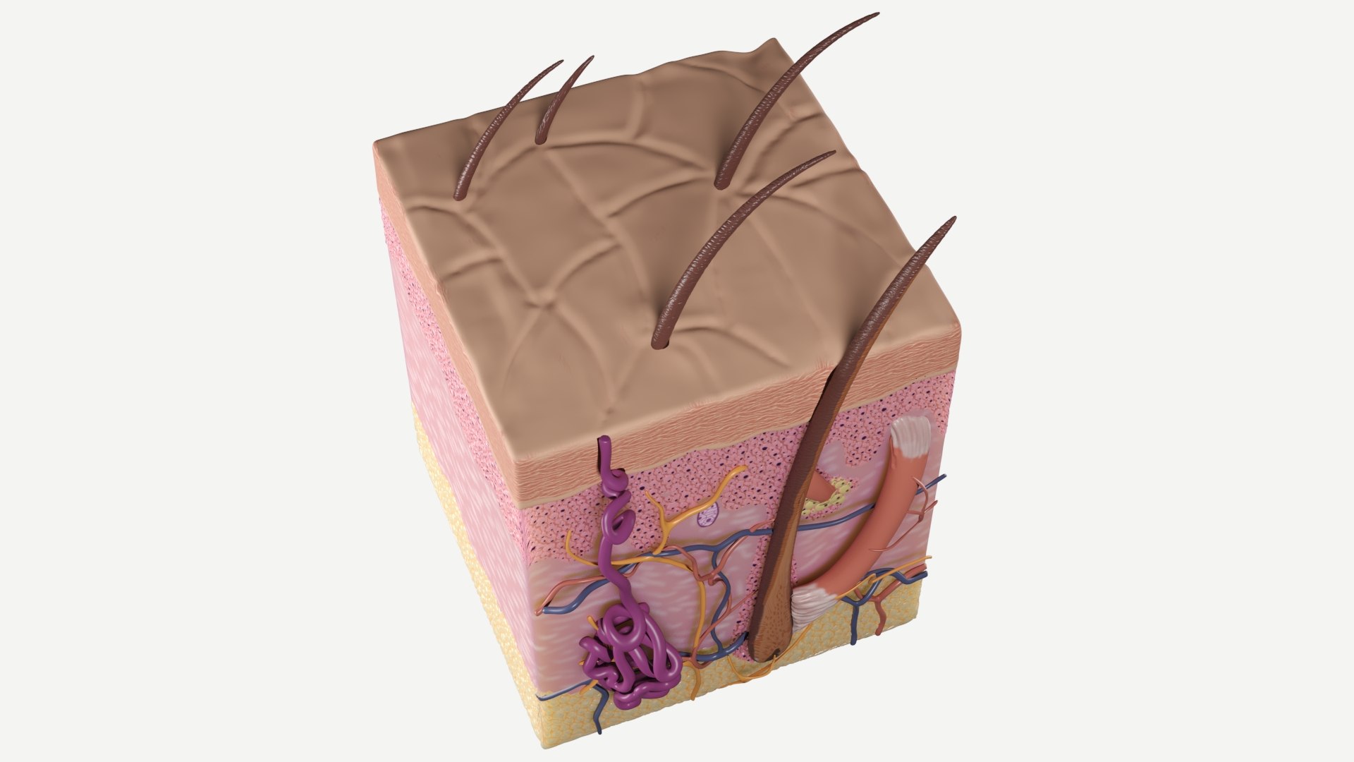 3D Cross-Sectional Anatomy Of Human Skin Model - TurboSquid 2255873