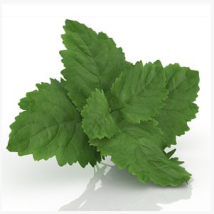 3D Sprig of patchouli aroma model