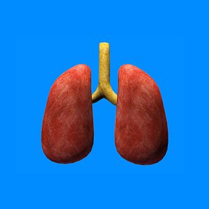 3ds max lungs human