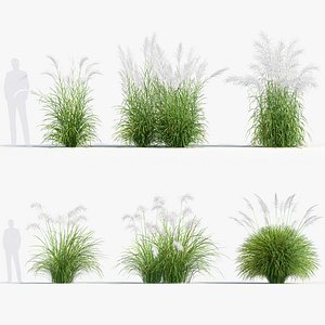 Miscanthus sacchariflorus Amur silver grass 02
