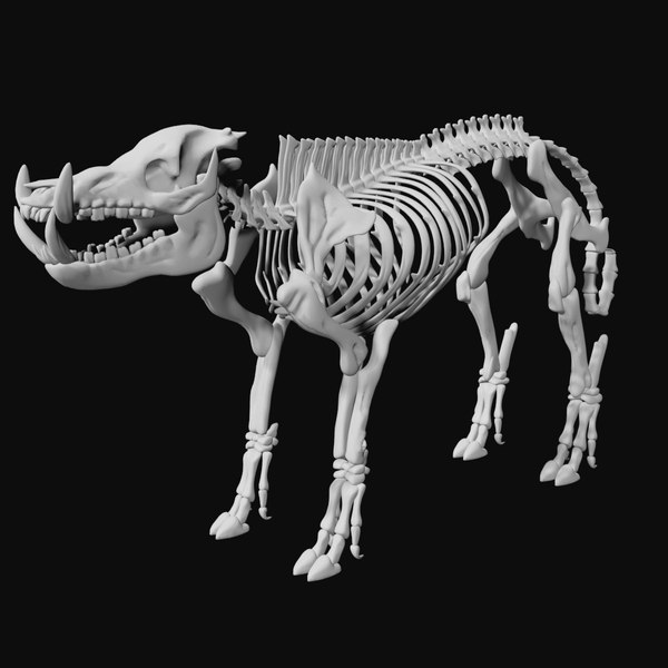 イノシシの骨格3Dモデル - TurboSquid 1841040 イノシシの骨格3Dモデル - TurboSquid 1841040