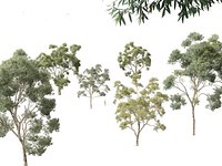 Corymbia citriodora - lemon-scented gum